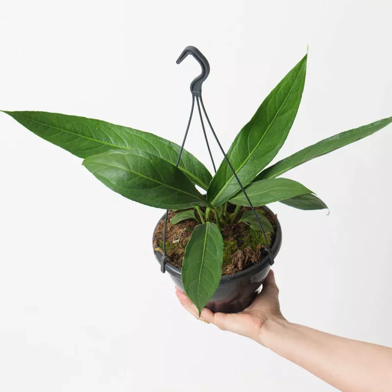 Anthurium Big Bill (A. cubense x pendulifolium)