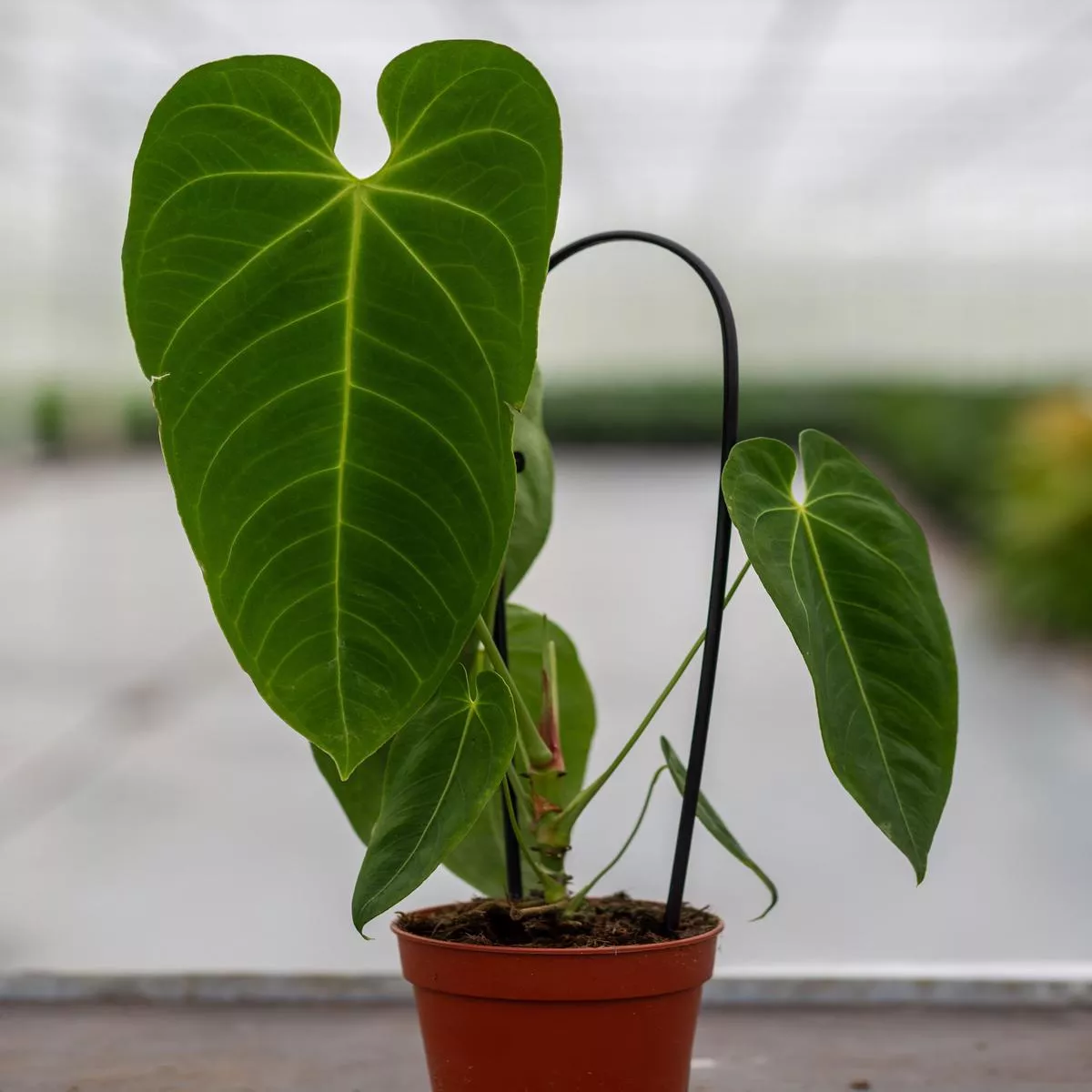 Anthurium queremalense