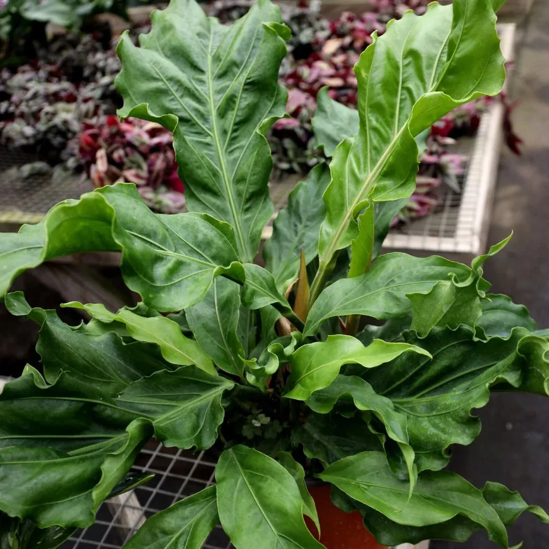 Anthurium Ruffles