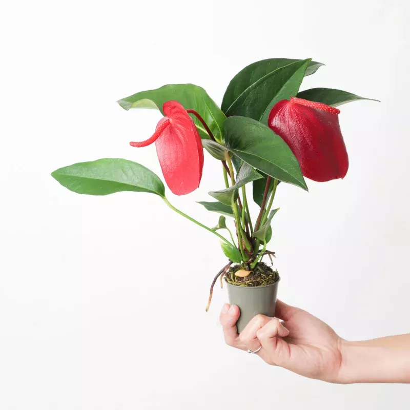 Anthurium scherzerianum hybrid 'Red'