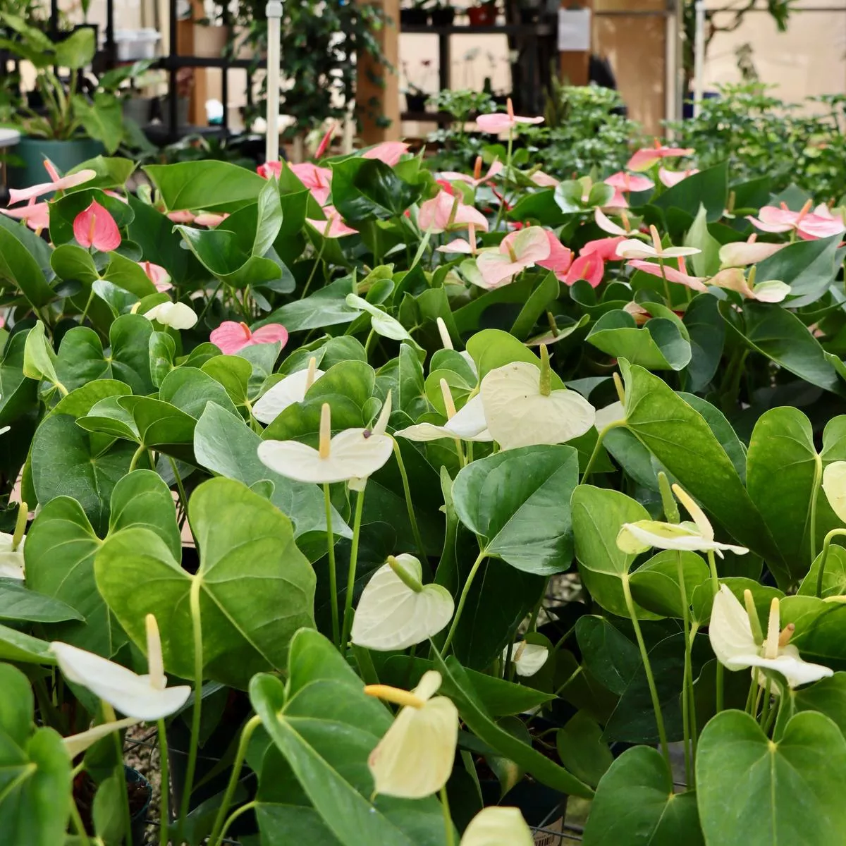 Anthurium, “Vanilla”