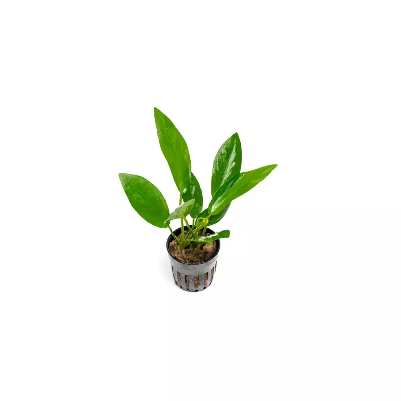 Anubias Hastifolia