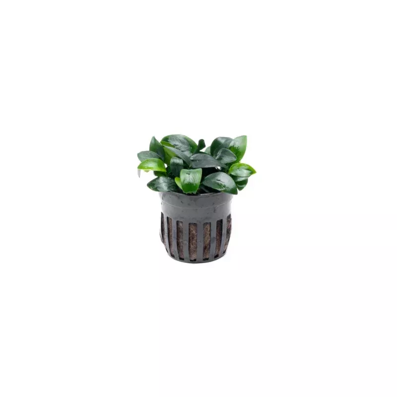 Anubias Nana Bonsai