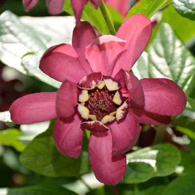 ‘Aphrodite’ – Sweetshrub