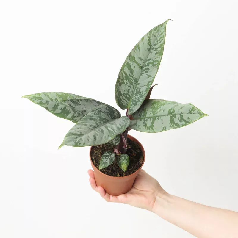 Apoballis acuminatissima 'Lavallaei'