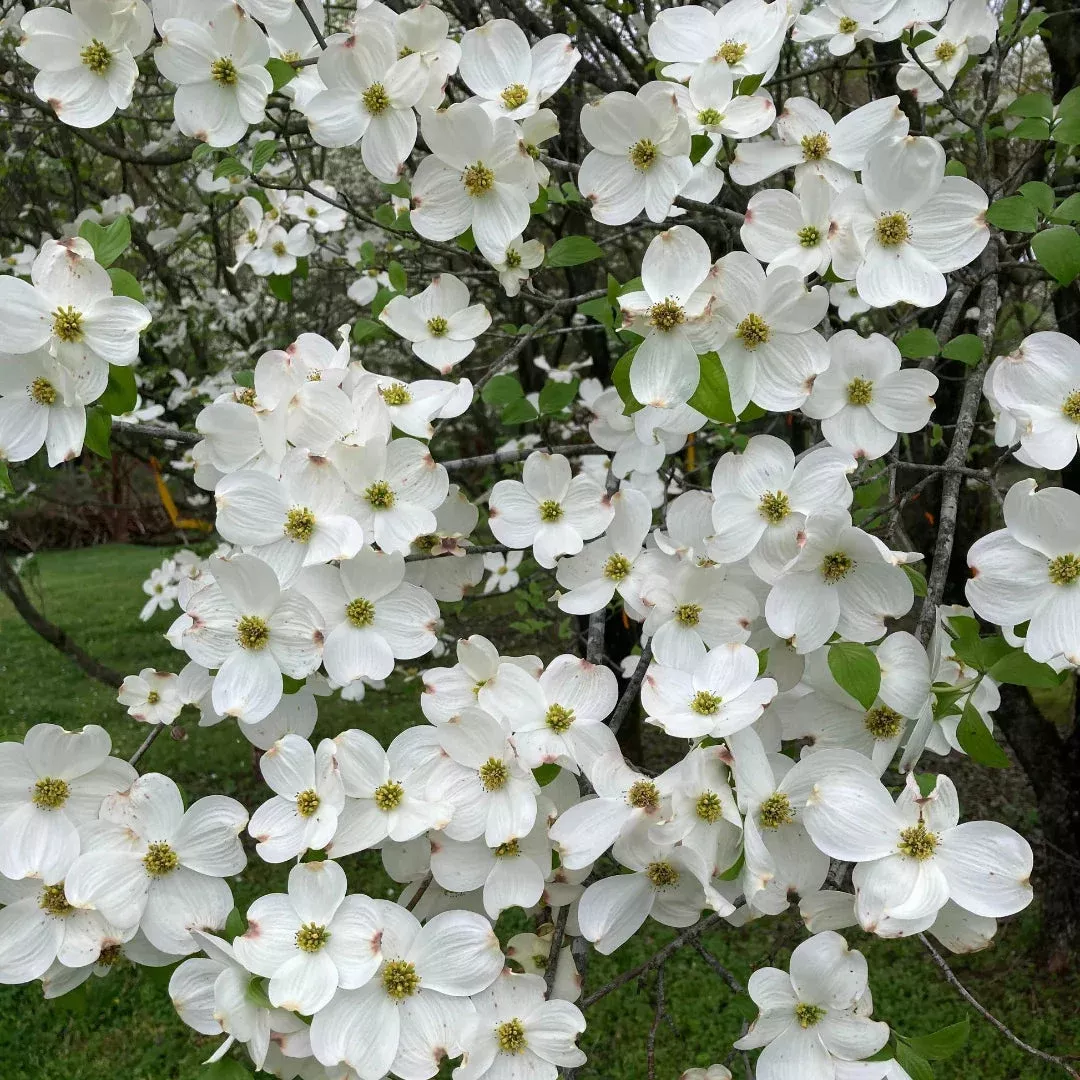 Appalachian Joy Dogwood – Disease-Resistant | Pixies Gardens