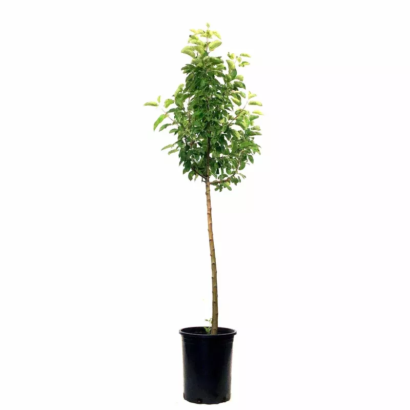 Apple, 5 gal, Goodland