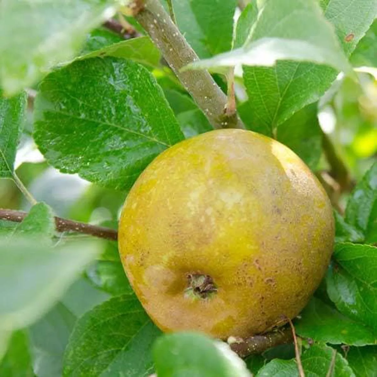 Apple Ashmead’s Kernel