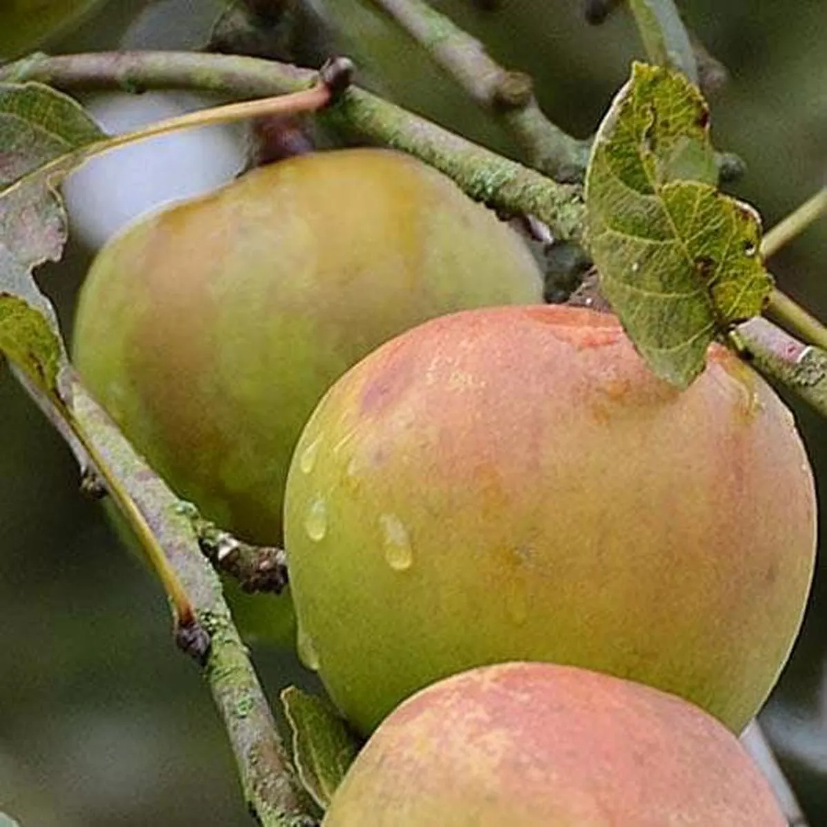 Apple Greasy Pippin