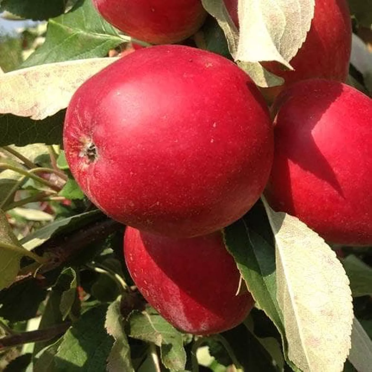 Apple Katy