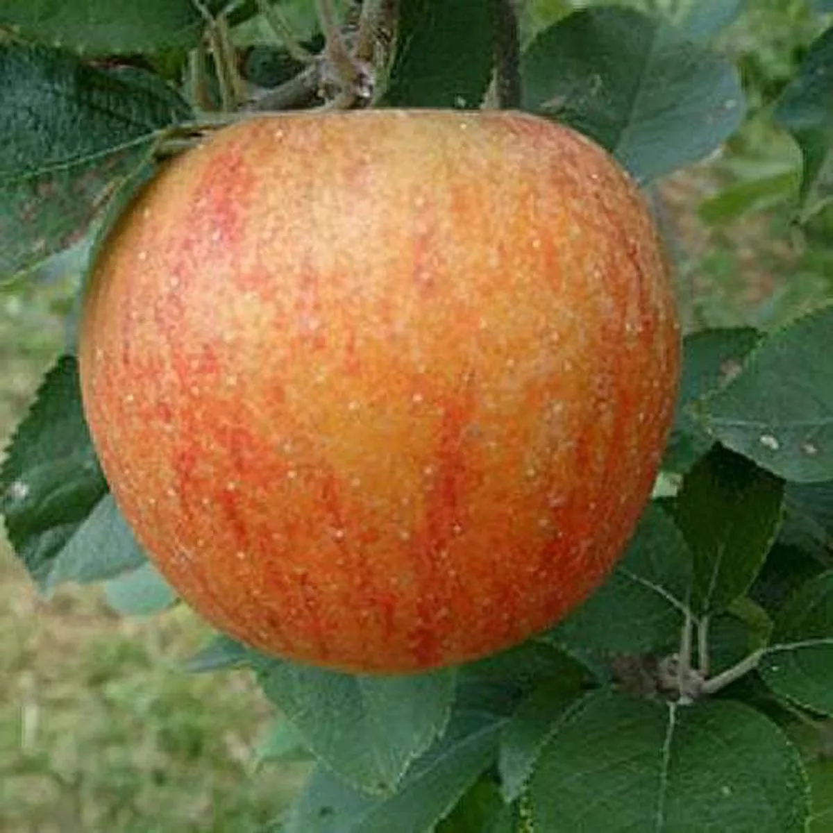 Apple King of the Pippins