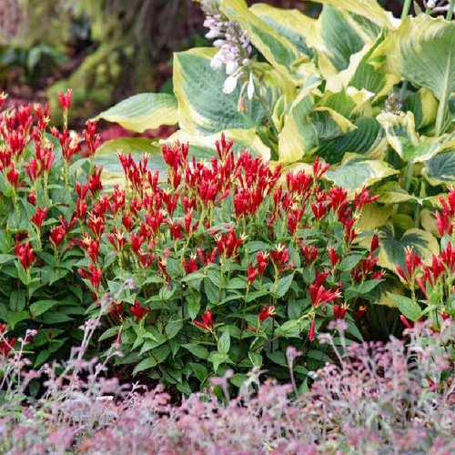 ‘Apple Slices’ Spigelia