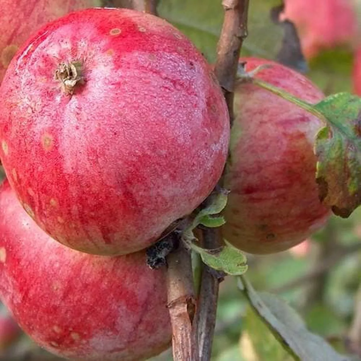 Apple Yarlington Mill