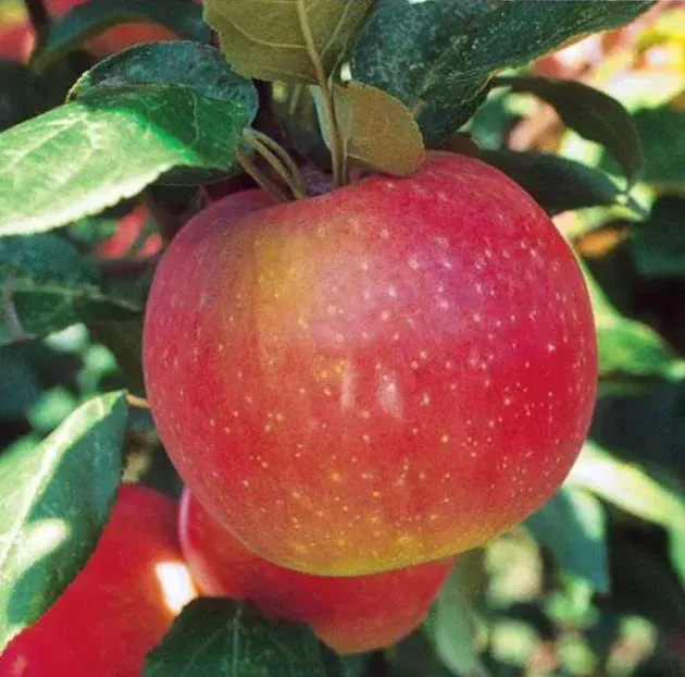 Apple, Zestar – 7 gal.