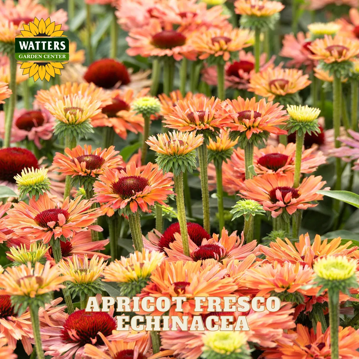 APRICOT FRESCO ECHINACEA 1gal