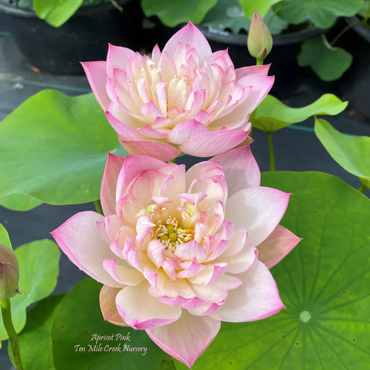 Apricot Pink Lotus – Perfect Shape!