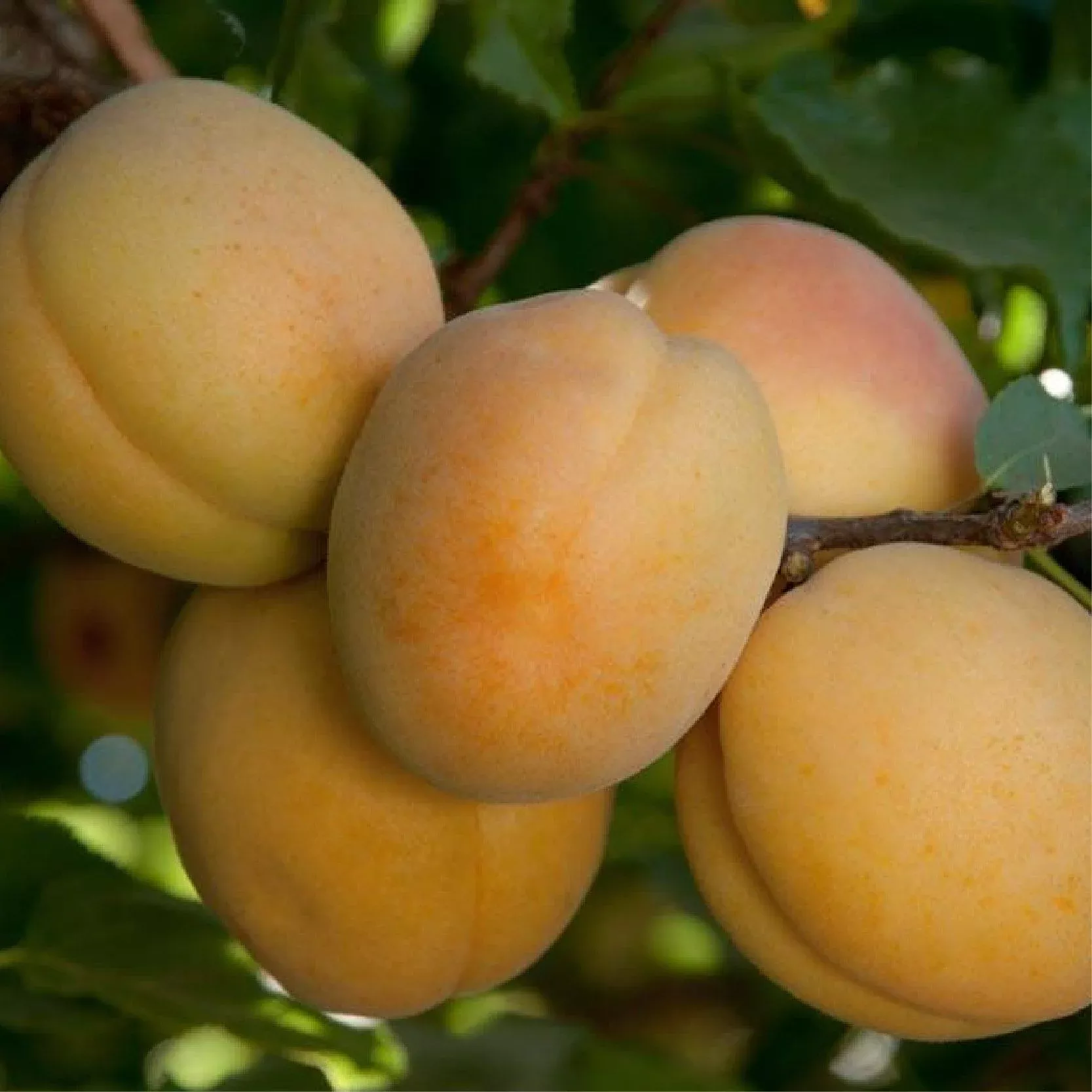 Aprium Summer Delight Tree