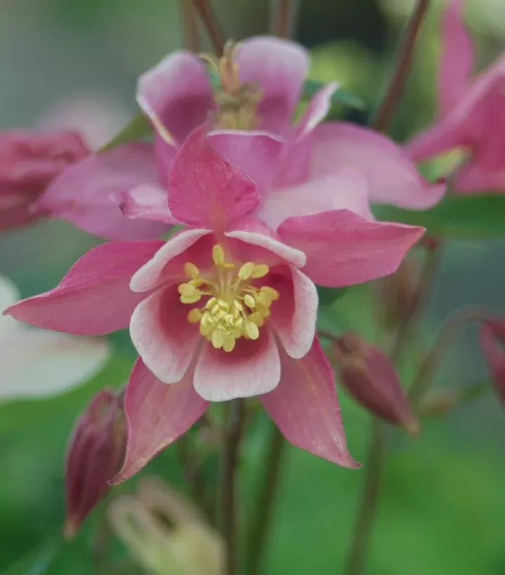 Aquilegia `Biedermeir`