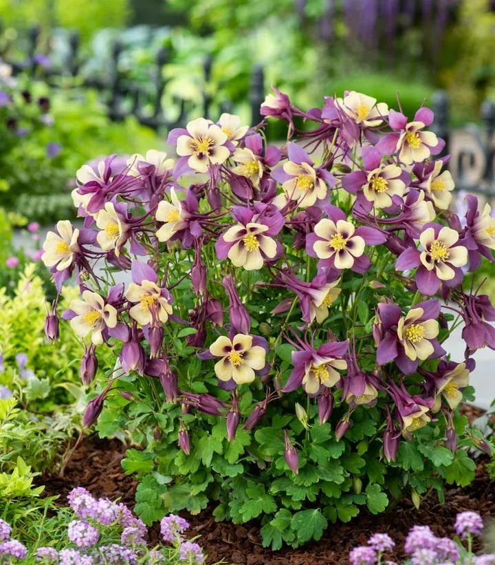 Aquilegia ‘Earlybird Purple & Yellow’