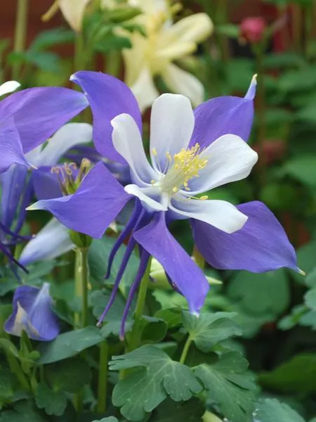 Aquilegia Kirigami Deep Blue & White (Columbine)