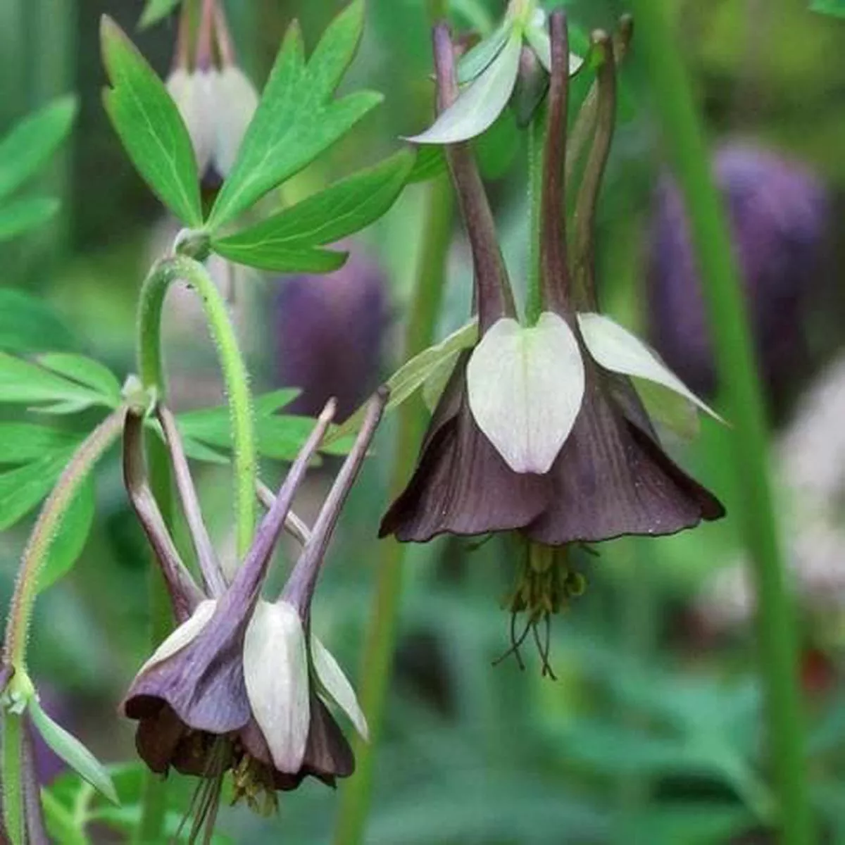Aquilegia viridiflora Chocolate Soldier