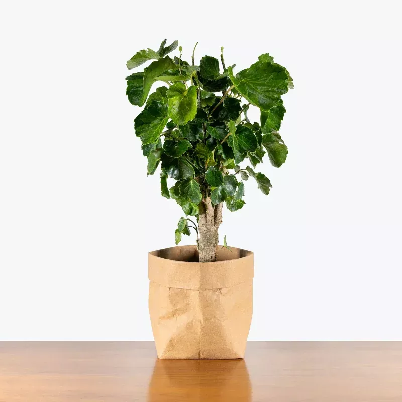 Aralia Balfouriana Stump