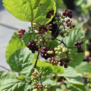 Aralia racemosa