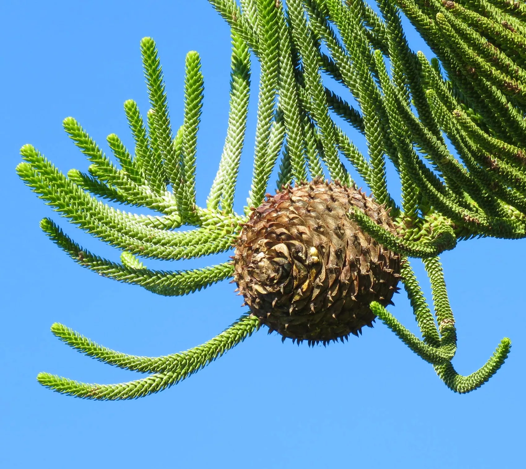 Araucaria heterophylla