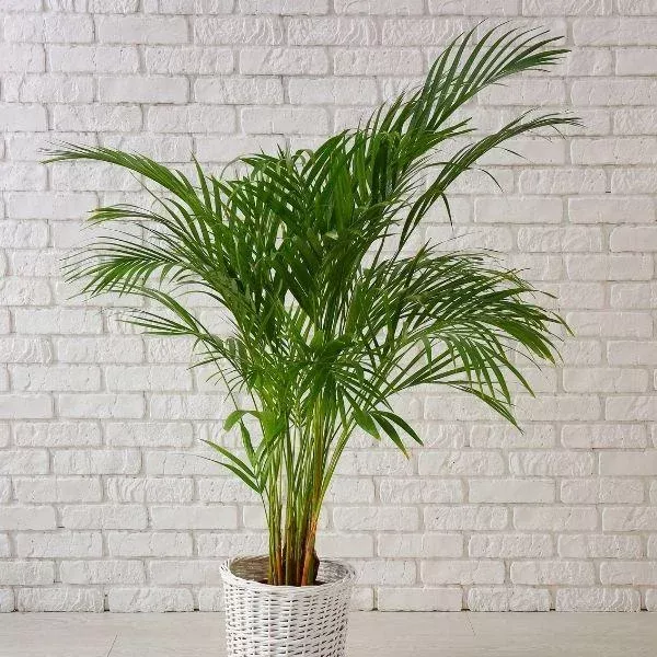 Areca Palm