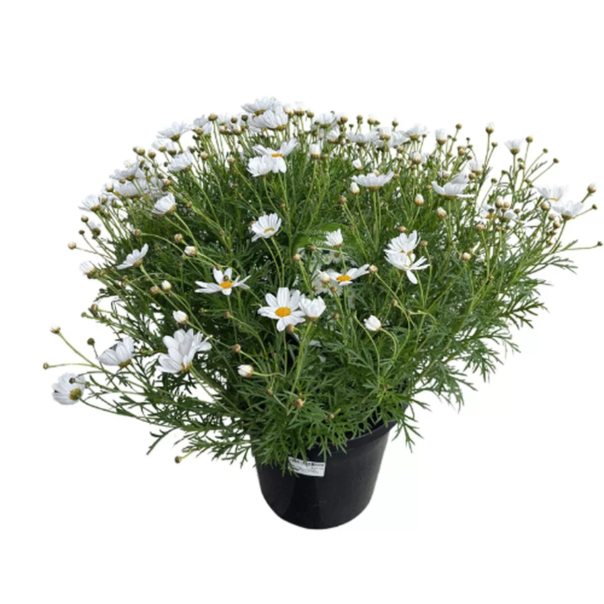 Argyranthemum Summit White 20cm