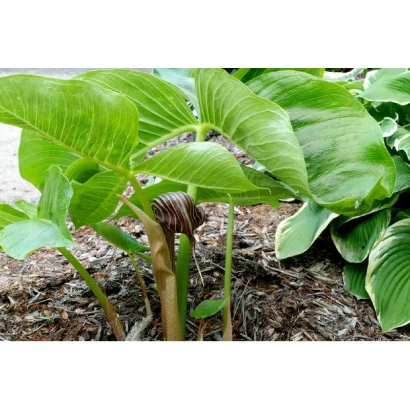 Arisaema fargesii