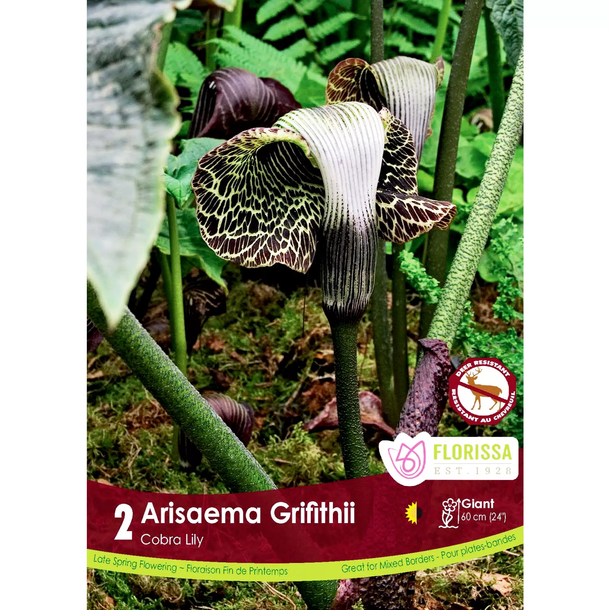 Arisaema- Griffithii, 2 Pack