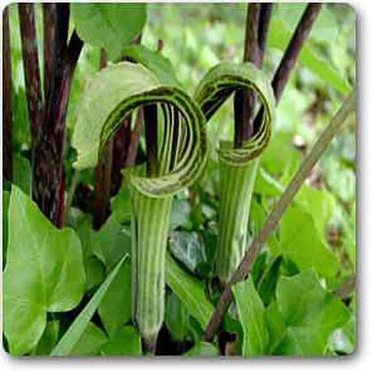 Arisaema triphyllum 8211 Plant