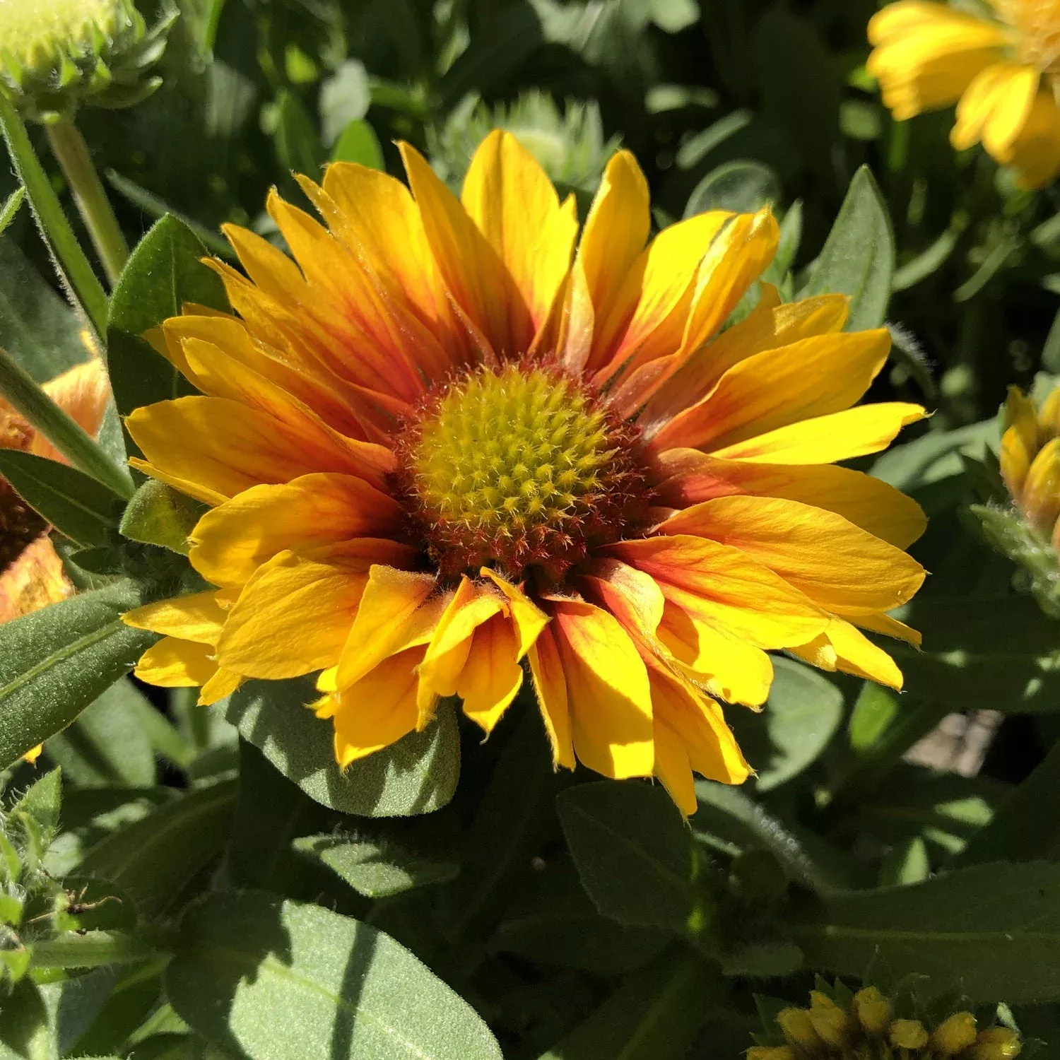 ‘Arizona Apricot’ Blanket Flower (Gaillardia)