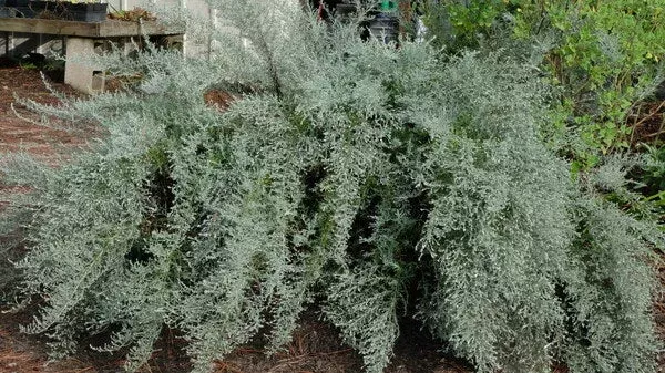 Artemisia mexicana ‘Fredericksburg’