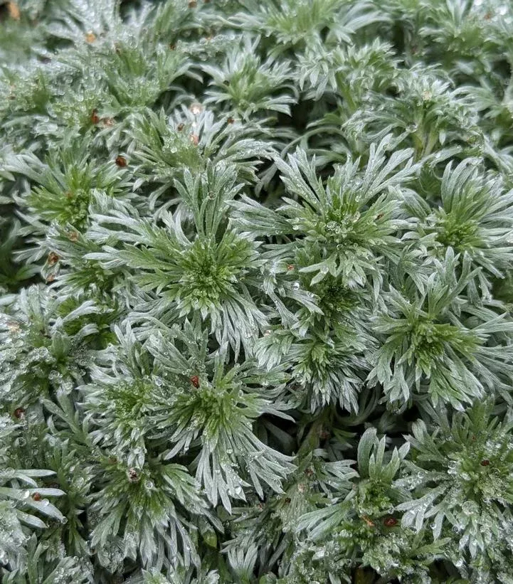 Artemisia Schmidtiana `Silvermound`