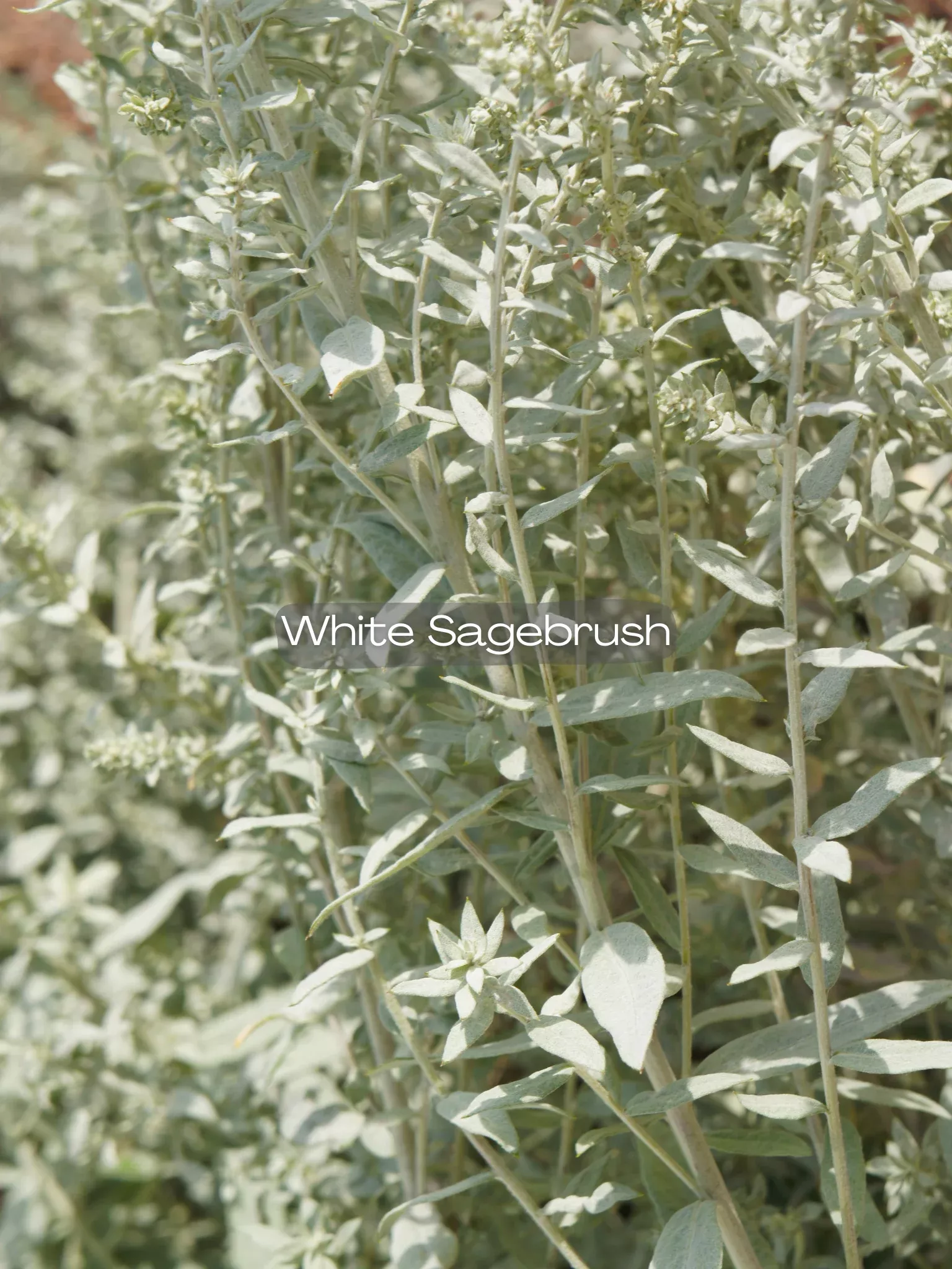 Artemisia