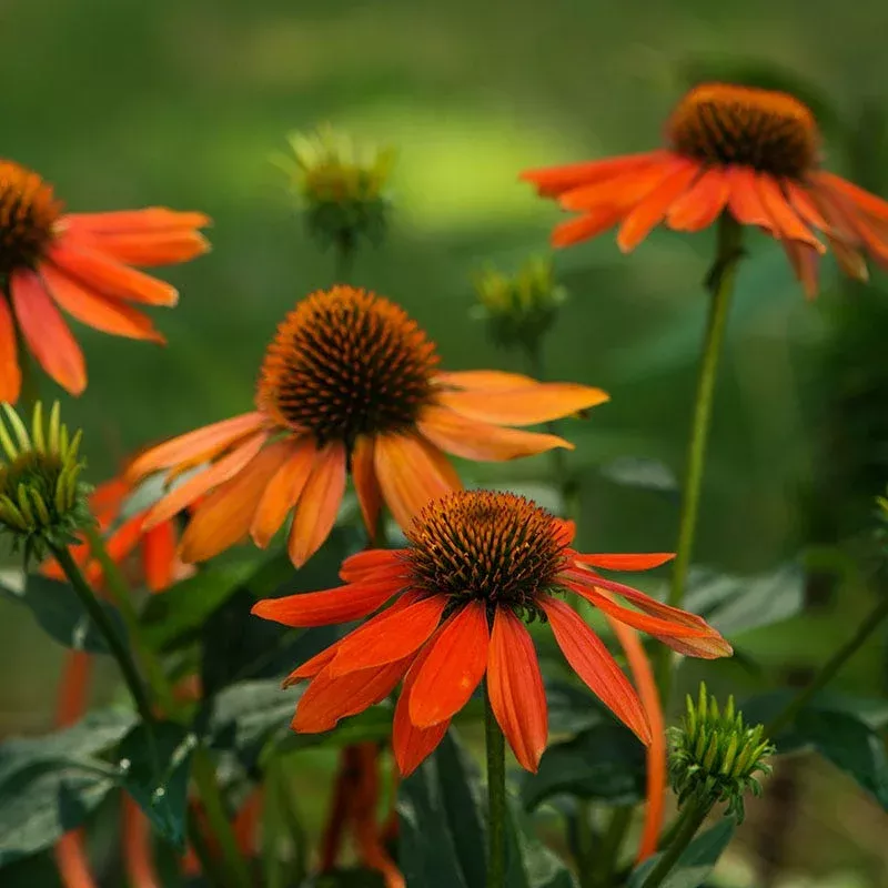 Artisan Soft Orange Echinacea