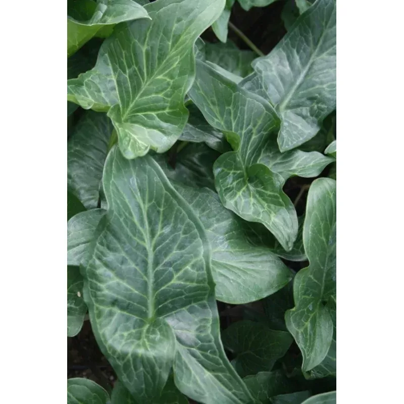 Arum cyrenaicum concinnatum