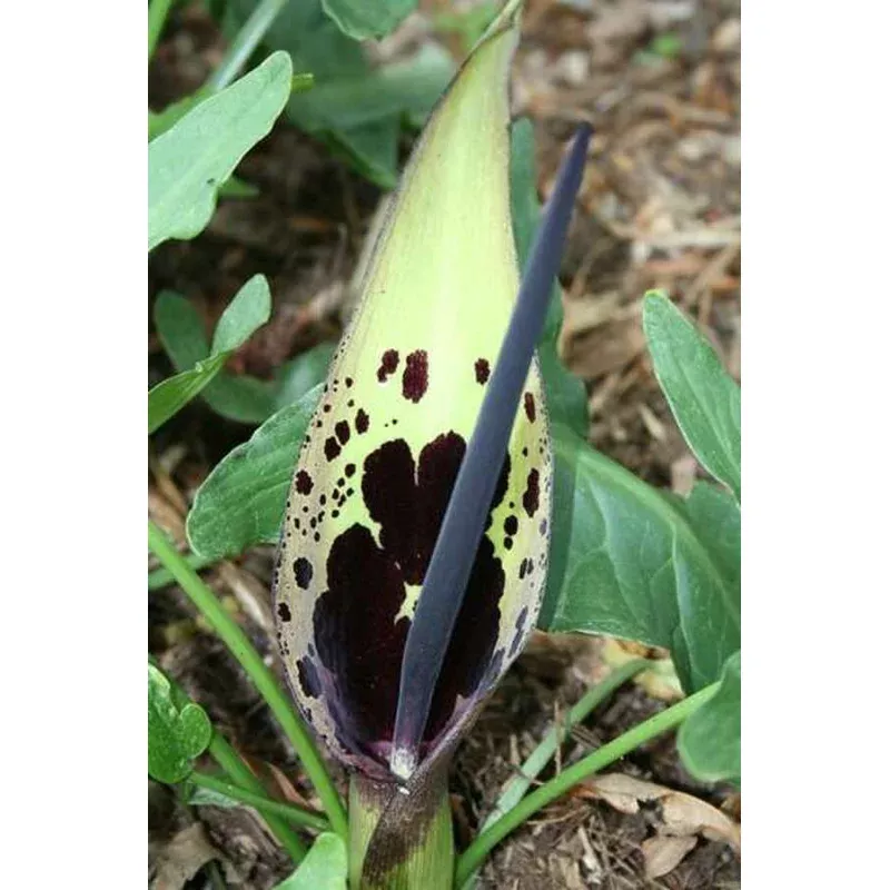 Arum dioscoridis var cyprium