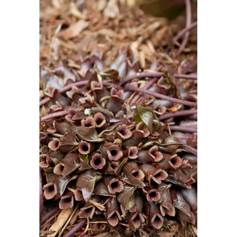 Asarum arifolium St Clair