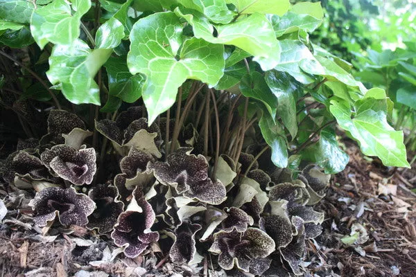 Asarum nobilissimum Netscape