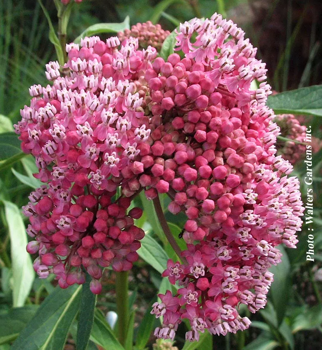 Asclepias ‘Cinderella’