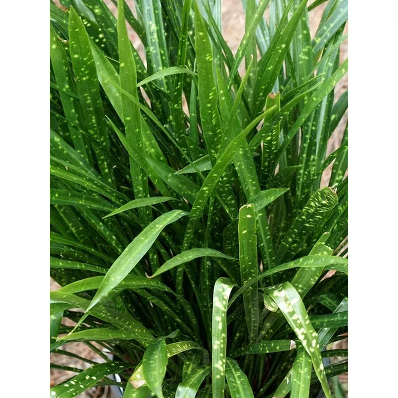 Aspidistra minutiflora Leopard