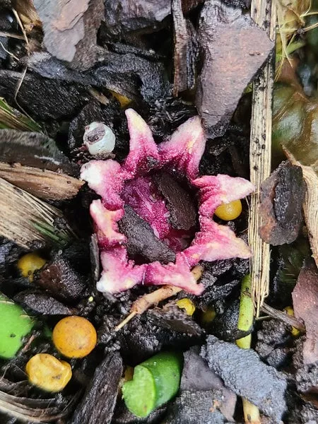 Aspidistra sichlatior Mix Up