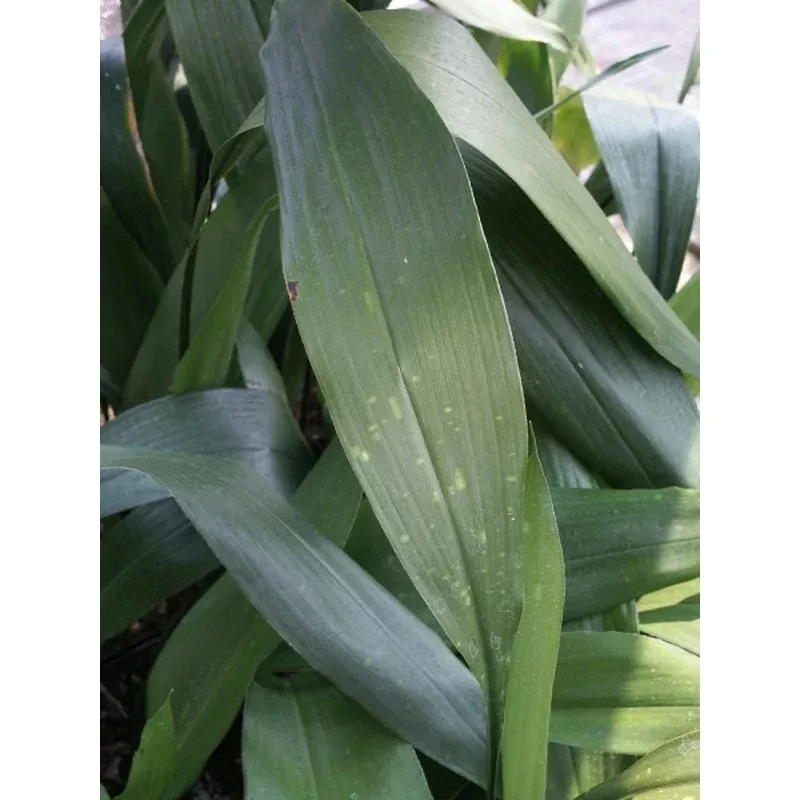 Aspidistra sichuanensis spotted form