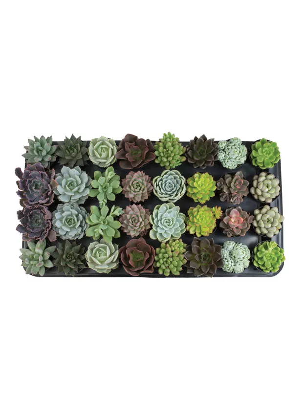 Assorted Echeveria Tray - 2.5"