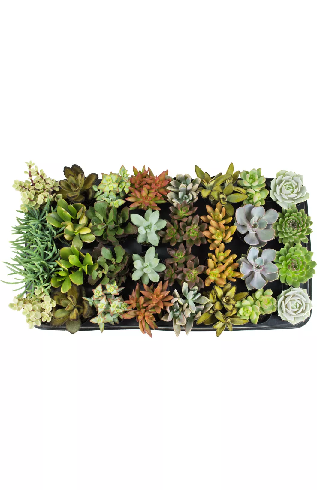 Assorted Succulents Tray - 2.5"