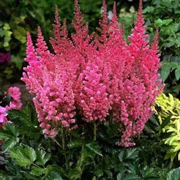 Astilbe chinensis veronica klose – 1 Gallon