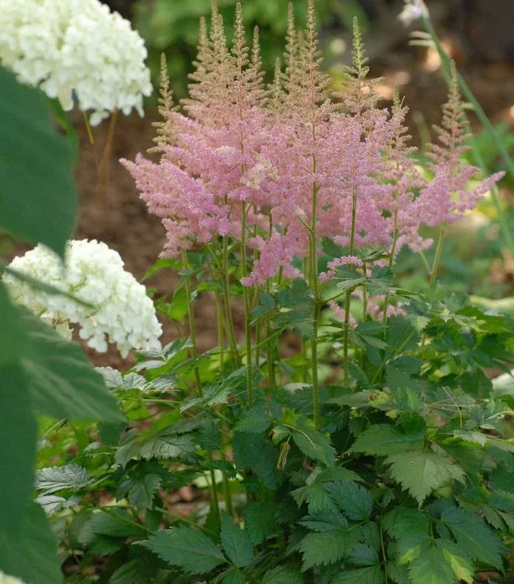 Astilbe chinensis ‘Visions in Pink’